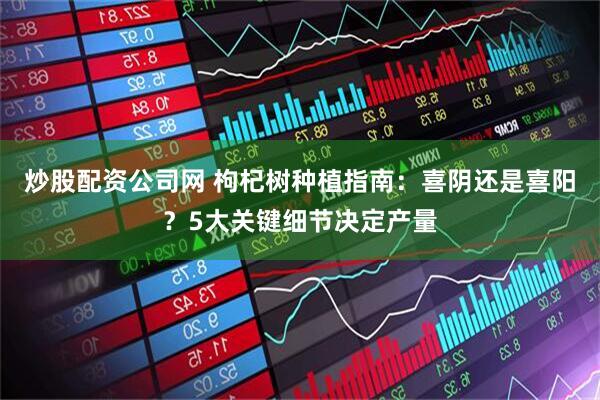 炒股配资公司网 枸杞树种植指南：喜阴还是喜阳？5大关键细节决定产量